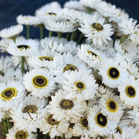 Paper Daisy Pierrot White Helipterum Sugar Creek Gardens