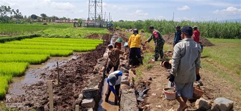 Gotong Royong Perbaiki Saluran Irigasi Di Ciawilor