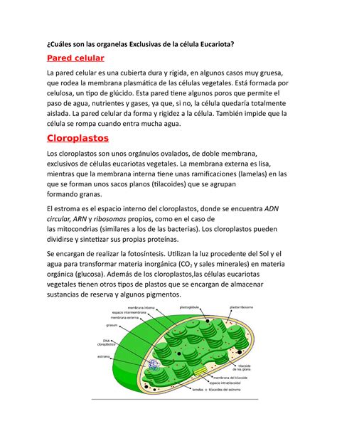 Cuáles son las organelas Exclusivas de la célula Eucariota Cuáles