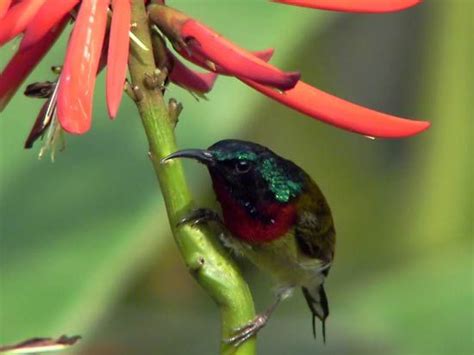 nectariniidae sunbirds hummingbirds flowerpeckers britannica