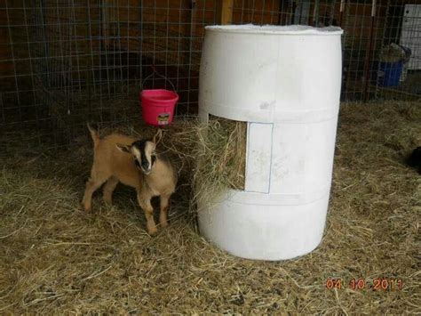 Diy Hay Feeder For Goats Diy Online