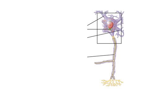 axon Diagram | Quizlet