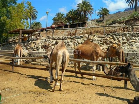 Balade Dos De Chameau Dunes De Maspalomas Min Enfant Partir De