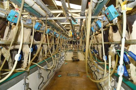 Milking Shed For Dairy Cows On A Farm Stock Image Image Of Feeding