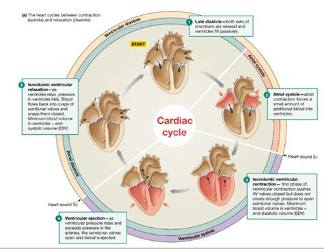 Cardiac Cycle Flashcards Quizlet