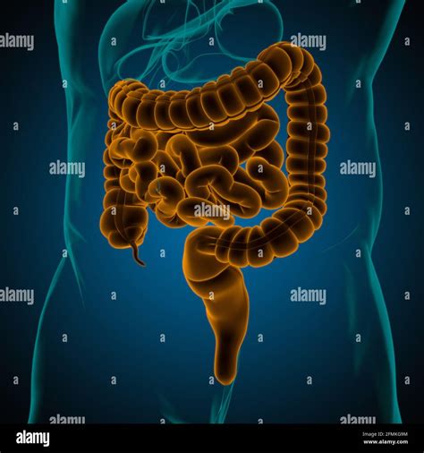 Small And Large Intestine 3d Illustration Human Digestive System