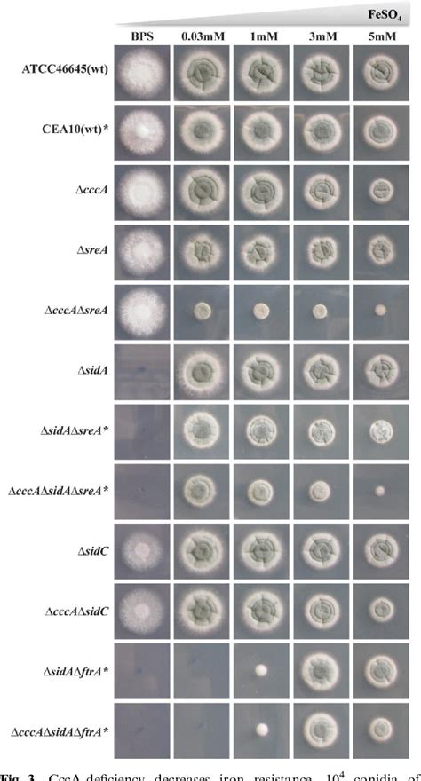 Figure From The Interplay Between Vacuolar And Siderophore Mediated