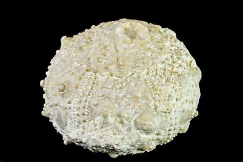 7 Cretaceous Sea Urchin Salenia Fossil Texas 156342 For Sale