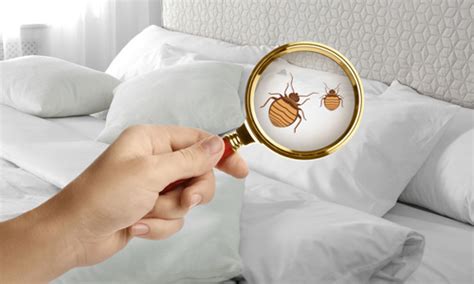 Get Fast And Effective Bed Bug Treatment With Aprehend In Wisconsin