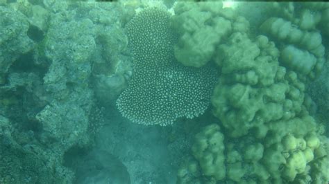 Andaman Underwater Coral Jolly Buoy Island Glass Bottom Boat Ride In