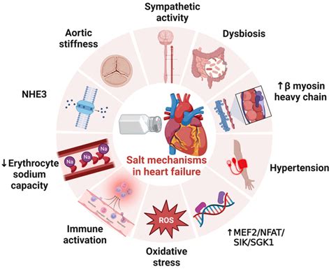 Salt Related Mechanisms In Heart Failure NHE3 Sodium Hydrogen