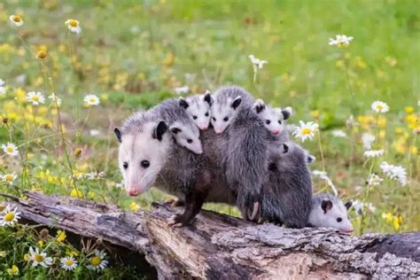 Possum and Raccoon Troubles? Expert Control Strategies from BugMobiles