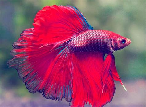 Mundo Mascotas Los Peces Betta