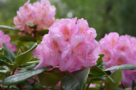 Cultiver Le Rhododendron En Pot Tout Ce Qu Il Faut Savoir J Aime