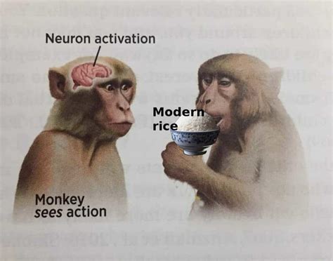 Modern Rice Neuron Activation Know Your Meme