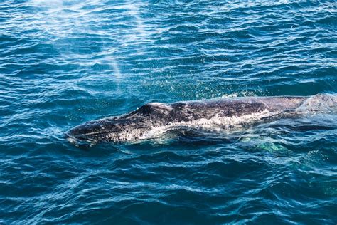 Black and White Dolphin on Body of Water during Daytime · Free Stock Photo