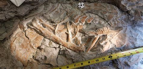 New Utahraptor discoveries continue to be revealed from Utah's most ...