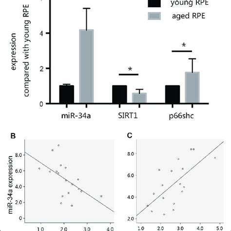 Mir 34a Regulated The Sirt1p66shc Pathway In Young And Aged Retinal Download Scientific