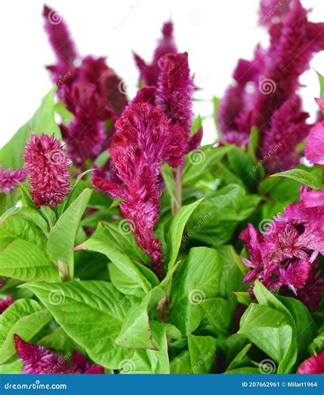 Red The Heat Of The Flame Isolated On White Celosia Spicata Stock