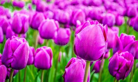 Purple Tulips Stock Photo Image Of Gardening Violet 48124602