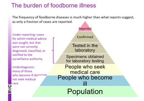 L Foodborne Diseases In Humans And Outbreak Investigations Flashcards