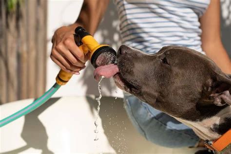 Esta Debe Ser La Temperatura Que Debe Tener Tu Perro