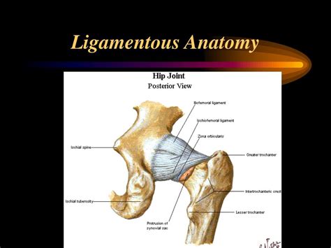 Ppt The Hip Joint Powerpoint Presentation Free Download Id1194563