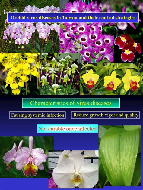 Orchid Virus Diseases In Taiwan And Their Control Strategies Pdf