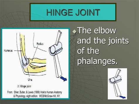 Ppt The Joints Of The Skeleton System Powerpoint Presentation Free Download Id 1777258