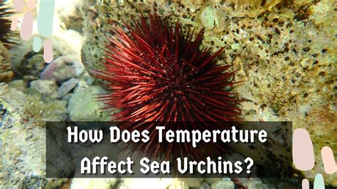 How Does Temperature Affect Sea Urchins Major Impacts