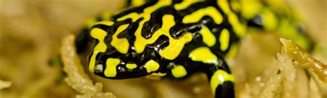 Corroboree Frog – Securing the survival of these critically endangered ...