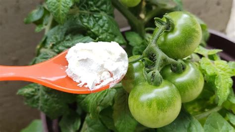 Utilisez Ce Puissant Compl Ment Les Tomates Et Les Concombres