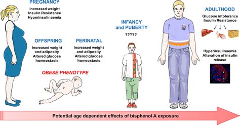 Bisphenol A Targeting Metabolic Tissues Springerlink