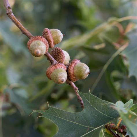 Quercus Rubra Red Oak Butterfly Effect Farm