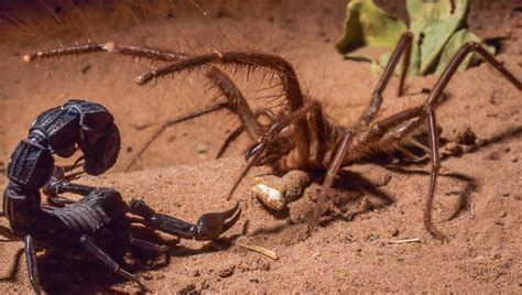 How Dangerous Is A Camel Spider Bite Online Pest Control