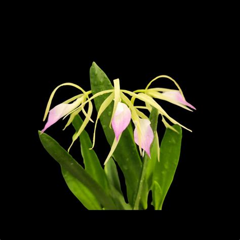 Brassavola Nodosa X Prosthechea Brassavolae La Foresta Orchids