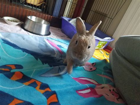 I Finally Got A Bun For Myself Say Hello To Pip Hes Already Laid