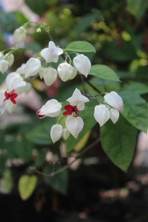 Bunga Merah Putih Cameron Rachel Ellison