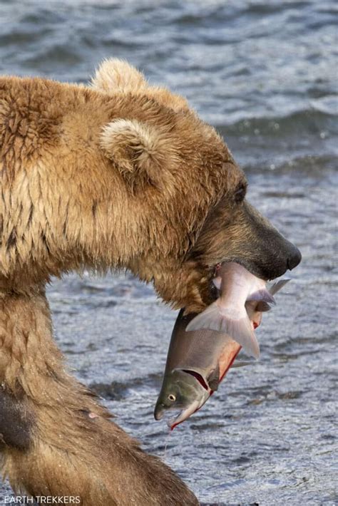 Amazing Things To Do In Katmai National Park Preserve Earth Trekkers