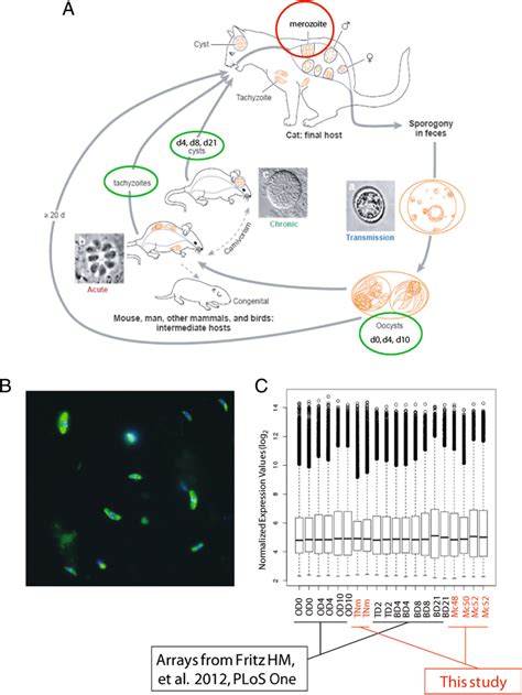 Life Cycle Of Toxoplasma Gondii And The Harvest And Hybridization Of