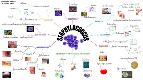 Staphylococcus Mapa Mental Francisco de Asís López Sánchez uDocz