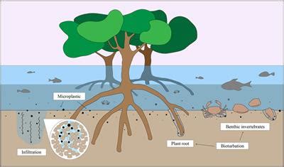 Frontiers Preliminary Study On Microplastic Abundance In Mangrove