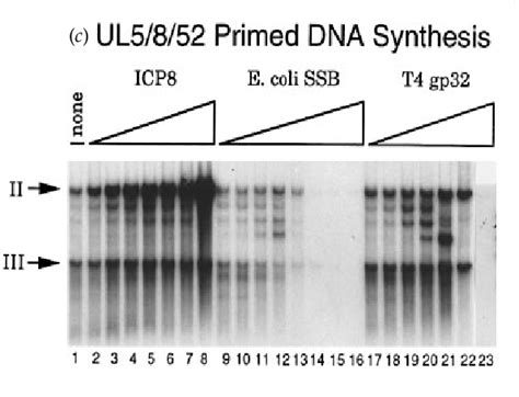 Figure 1 From A Functional Interaction Of ICP8 The Herpes Simplex