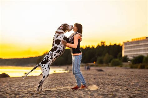 Les Races De Chien Les Plus Grands Du Monde