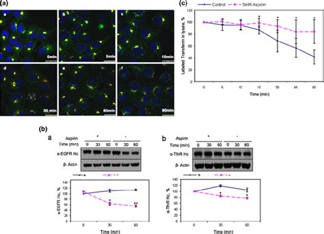 Aspirin Delays The Degradation Of Egfr And The Recycling Of Tfnr To The