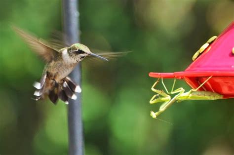 Loucos Por Tecnologias Fant Sticas Fotografias De Beija Flores Que