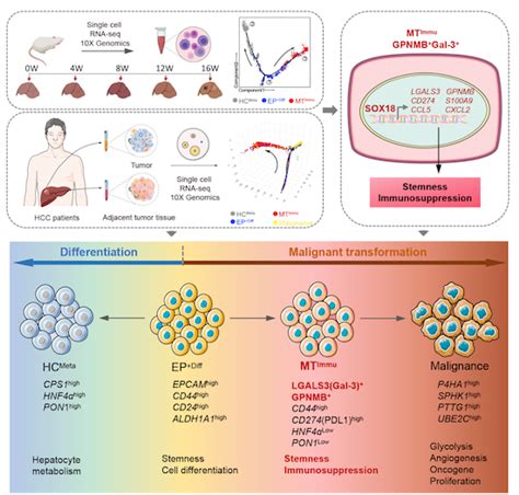 GPNMB Gal3 Hepatic Parenchymal Cells Promote Immunosuppression And