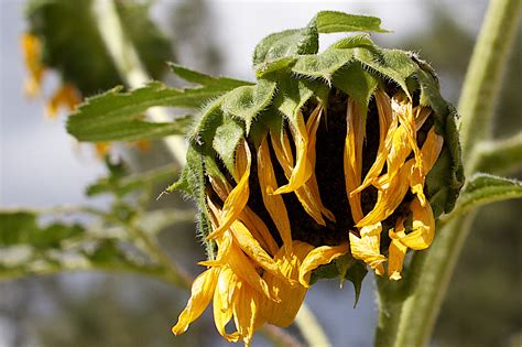 Free Images Nature Leaf Flower Food Green Produce Botany