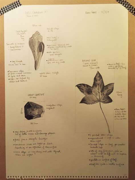 Playing Around Drawing Some Different Natural Objects Using Graphite