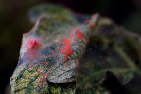 Red Spider Mites Tomato Plants